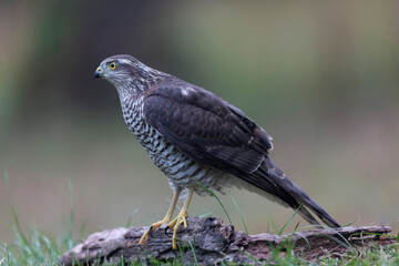 European Sparrowhawk Accipiter nisus in close view