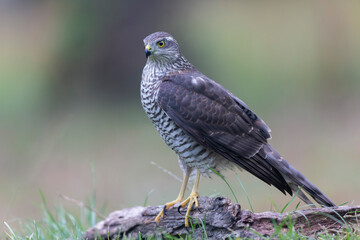 European Sparrowhawk Accipiter nisus in close view