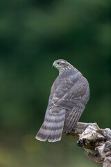 European Sparrowhawk Accipiter nisus in close view