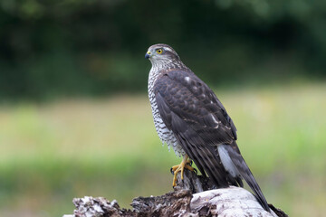 European Sparrowhawk Accipiter nisus in close view