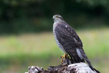 European Sparrowhawk Accipiter nisus in close view