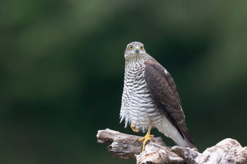 European Sparrowhawk Accipiter nisus in close view