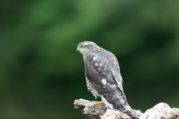 European Sparrowhawk Accipiter nisus in close view