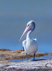 Australian pelican (Pelecanus conspicillatus) Perth Western Australia	