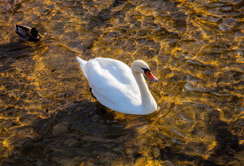 White swan on the water