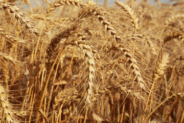 golden wheat field for harwesting