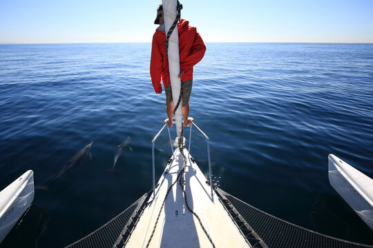 Sailing with dolphins