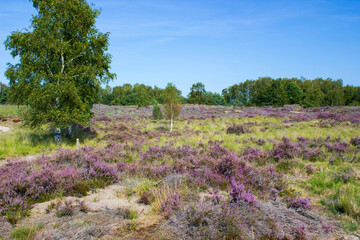 Heathland in National Park Maasduinen in the Netherlands