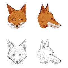 Vector Set of Cartoon and Sketch Illustrations of Fox Head