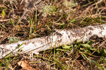 Dry birch branch with scaly birch bark on the ground in the grass. Selective focus, macro.