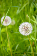 White fluffy dandelions on blurred background of green grass. Close-up. Copy space. Soft focus.