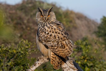 Eurasian eagle owl
