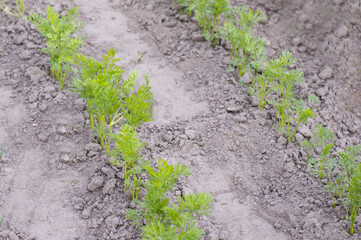Green carrot seedlings in the vegetable garden. Home growing vegetables in spring time.