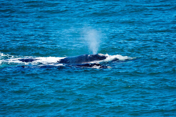 Fototapeta premium whales in the sea closeup with water spouting out their blowhole in Cape Town South Africa 