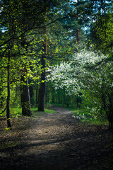 Fototapeta premium Footpath in the forest at the evening. Green spring walk in the forest