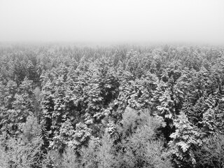 Winter forest with snowy trees, aerial view, black and white