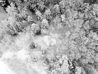 Aerial view of winter forest with snowy trees. Winter nature, black and white