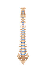 Spine Anatomy Illustration
