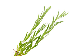 Lavender herb plant with green leaves isolated on white background