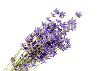 Bunch of purple lavender flowers isolated on white background