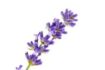 Obraz na płótnie Canvas Lavender flowers isolated on white background. Fresh purple flowers closeup