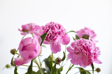 Naklejka na ściany i meble Bouquet of pink peony flowers on white wall background