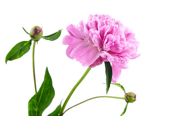 Pink peony flower with green stem and leaves isolated on white background