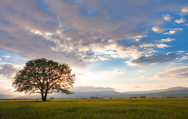 Obraz premium old oak tree over spring sunset sky