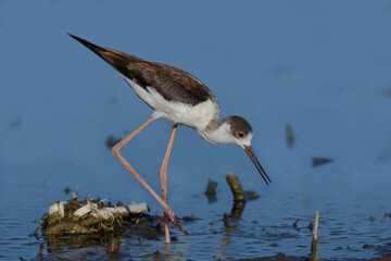 Black-winged stilt