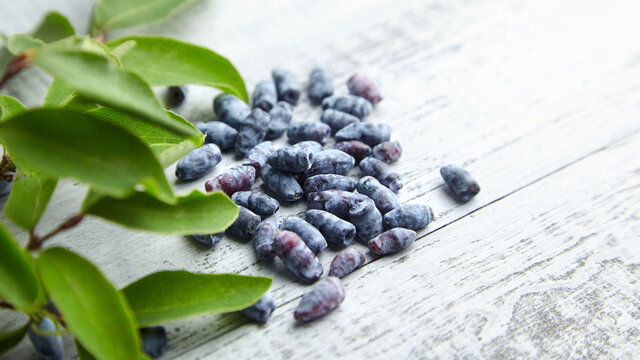 Honeyberry or haskap berries with fresh green leaves on grey wooden background