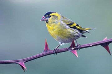 Eurasian siskin
