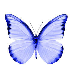 Beautiful Blue Butterfly isolated on white background