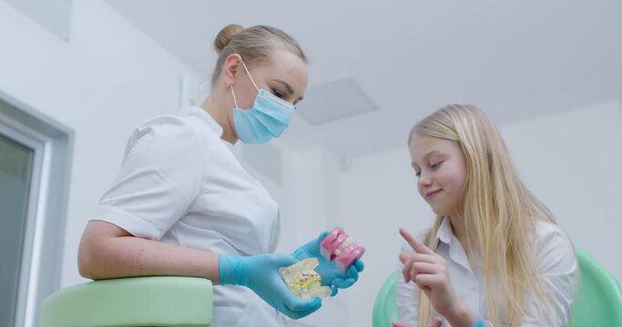 A female orthodontist is holding a jaw model with crooked teeth with a bracket system and ceramic model in her hands while a teenage girl patient looking at it and chooses a ceramic one. 