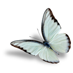 Fototapeta na wymiar Beautiful flying white butterfly, Chocolate Albatross with soft shadow underneath