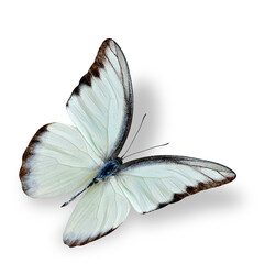 Fototapeta na wymiar Beautiful flying white butterfly, the Chocolate Albatross with soft shadow underneath