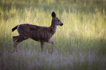 Blacktail deer in Oregon