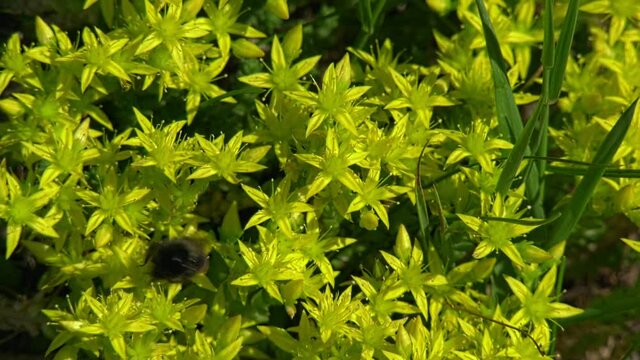 Bumblebee pollinates yellow flowers. The bee flies over the yellow flowers and pollinates them. 