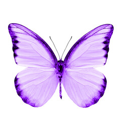 Beautiful Purple Butterfly isolated on white background
