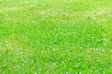 A clearing covered with green grass and white clover. Rural landscape on a sunny summer day.