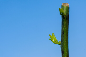 Lemon tree buds in the garden