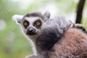 ring lemur