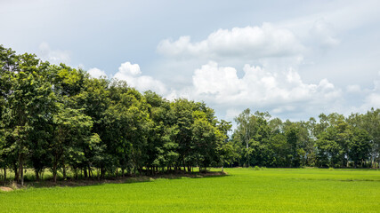 View of trees and green rice fields during the rainy season.