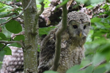 great horned owl