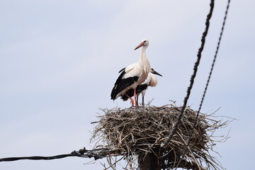 stork in the nest