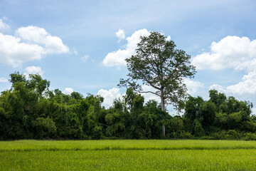 View of trees and green rice fields during the rainy season.