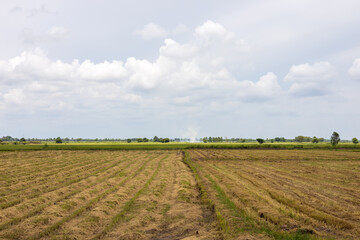 Fototapeta na wymiar View of rice fields filled with straw after harvest.