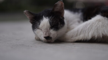 potrait of a cat