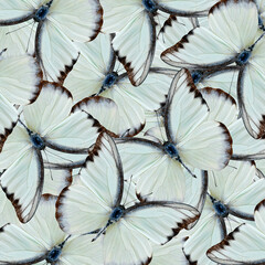 White Background Texture made of Chocolate Albatross Butterflies in a great livery