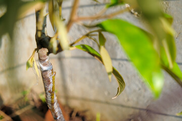 Gardener preparing durian tree branch for grafting with knife.