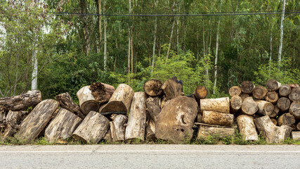 Lots of logs piled up beside the country road.